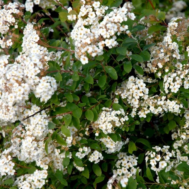 Buketspiræa Spiraea X Vanhouttei Plug + 2 års, 50-80 Cm. 5 Buketspiræa Spiraea X Vanhouttei Plug + 2 års, 50-80 Cm. - Billede 3