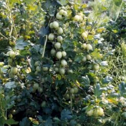 Stikkelsbær 'Invicta' Ribes Uva-crispa 'Invicta' 3,5 Liter Potte -Osmo Salgsbutik p1984 48808 ribes uva crispa invicta 07b0