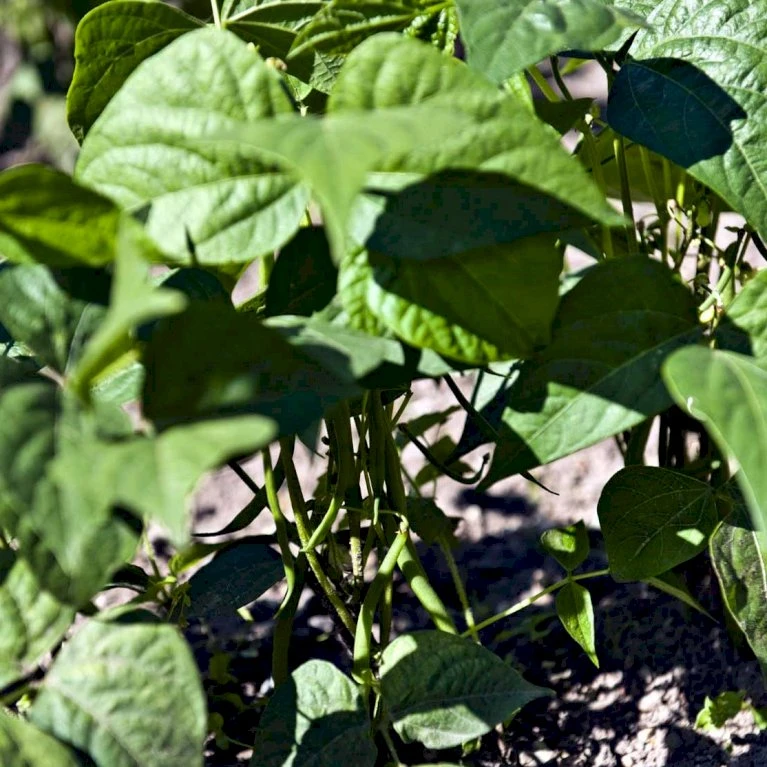 Pralbønne 'Lady Di' Øko Phaseolus Coccineus 'Lady Di' Frøpose, Antal Pr. Pakke, Ca. 10 Stk. 4 Pralbønne 'Lady Di' Øko Phaseolus Coccineus 'Lady Di' Frøpose, Antal Pr. Pakke, Ca. 10 Stk. - Billede 2