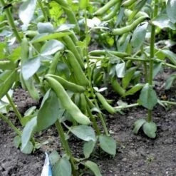 Valskbønne 'Express' Øko Vicia Faba 'Express' Frøpose, Antal Pr. Pakke, Ca. 13 Stk. -Osmo Salgsbutik p20154 54546 vicia faba express 775c