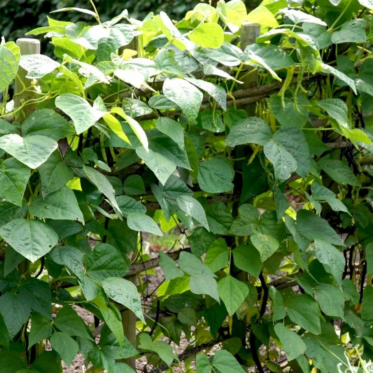 Krybbønne 'Maxi' Øko Phaseolus Vulgaris 'Maxi' Frøpose, Antal Pr. Pakke, Ca. 25 Stk. 4 Krybbønne 'Maxi' Øko Phaseolus Vulgaris 'Maxi' Frøpose, Antal Pr. Pakke, Ca. 25 Stk. - Billede 2