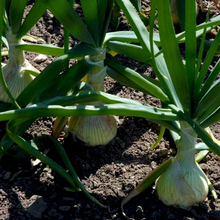 Kepaløg 'Stuttgarter Riesen' Øko Allium Cepa 'Stuttgarter Riesen' Frøpose, Antal Pr. Pakke, Ca. 100 Stk. 4 Kepaløg 'Stuttgarter Riesen' Øko Allium Cepa 'Stuttgarter Riesen' Frøpose, Antal Pr. Pakke, Ca. 100 Stk. - Billede 2