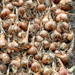 Kepaløg 'Stuttgarter Riesen' Øko Allium Cepa 'Stuttgarter Riesen' Frøpose, Antal Pr. Pakke, Ca. 100 Stk. 7 Kepaløg 'Stuttgarter Riesen' Øko Allium Cepa 'Stuttgarter Riesen' Frøpose, Antal Pr. Pakke, Ca. 100 Stk. -Osmo Salgsbutik p20172 54596 allium cepa stuttgarter riesen c67c