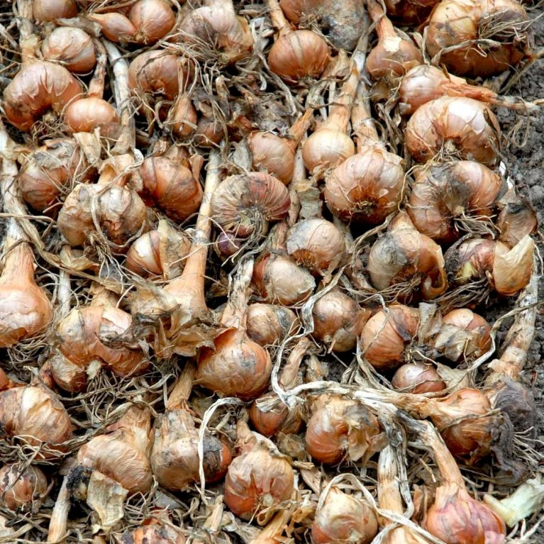 Kepaløg 'Stuttgarter Riesen' Øko Allium Cepa 'Stuttgarter Riesen' Frøpose, Antal Pr. Pakke, Ca. 100 Stk. 5 Kepaløg 'Stuttgarter Riesen' Øko Allium Cepa 'Stuttgarter Riesen' Frøpose, Antal Pr. Pakke, Ca. 100 Stk. - Billede 3