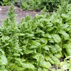 Spinat 'Vroeg Reuzenblad' Øko Spinacia Oleracea L. 'Vroeg Reuzenblad' Frøpose, Antal Pr. Pakke, Ca. 80 Stk. -Osmo Salgsbutik p20203 54670 spinacia oleracea l vroeg reuzenblad 9d5e