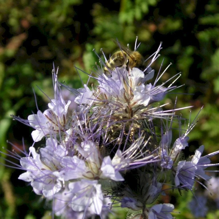 Blå Honningurt Øko Phacelia Tanacetifolia Frøpose, Antal Pr. Pakke, Ca. 40 Stk. 4 Blå Honningurt Øko Phacelia Tanacetifolia Frøpose, Antal Pr. Pakke, Ca. 40 Stk. - Billede 2