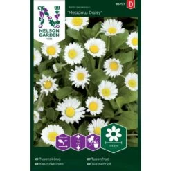 Tusindfryd 'Meadow Daisy' Bellis Perennis L. 'Meadow Daisy' Pose Med Frø Eller Løg, 20