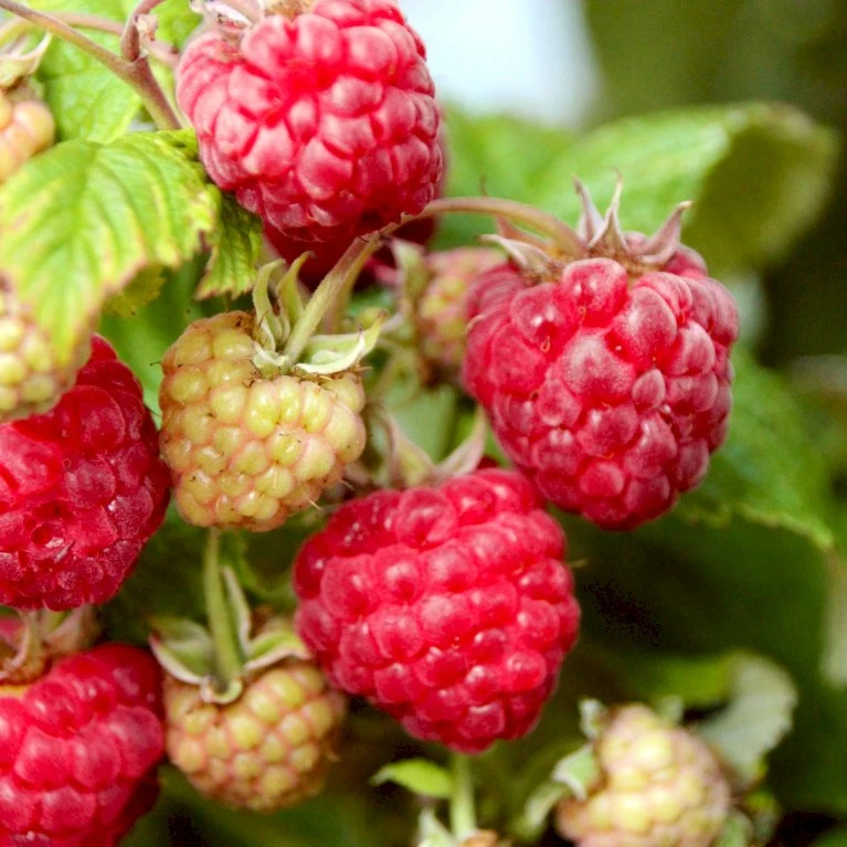 Efterårs Hindbær 'Aroma Queen'® Rubus Idaeus 'Aroma Queen'® Potte 3,0 Liter,- Opbundet 3 Efterårs Hindbær 'Aroma Queen'® Rubus Idaeus 'Aroma Queen'® Potte 3,0 Liter,- Opbundet