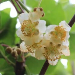 Stikkelsbærkiwi 'Weiki' (syn. Bayernkiwi) Actinidia Arguta 'Weiki' (syn. Bayernkiwi) (Hanplante) Potte 2,0 Liter,- Opbundet