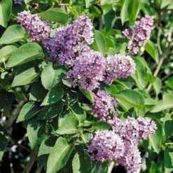 Almindelig Syren Syringa Vulgaris Solitær Busk 150-175 Cm. - Med Klump