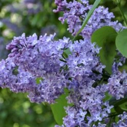 Almindelig Syren Syringa Vulgaris Solitær Busk 150-175 Cm. - Med Klump -Osmo Salgsbutik p2098 54116 syringa vulgaris d30c