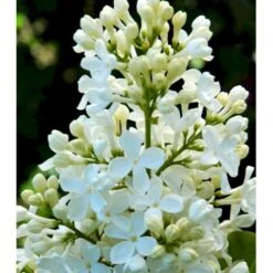 Almindelig Syren Hvid Syringa Vulgaris Alba 5 Liter Potte -Osmo Salgsbutik p2101 37451 syringa vulgaris alba 6494