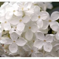 Almindelig Syren Hvid Syringa Vulgaris Alba 5 Liter Potte -Osmo Salgsbutik p2101 37452 syringa vulgaris alba bac5