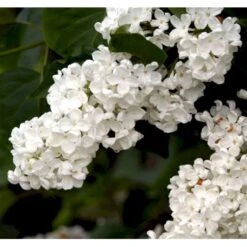 Almindelig Syren Hvid Syringa Vulgaris Alba 5 Liter Potte -Osmo Salgsbutik p2101 37453 syringa vulgaris alba 6346