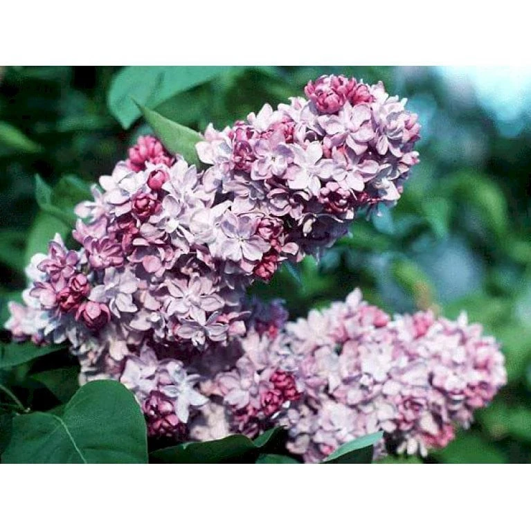 'Katherine Havemeyer' Syringa Vul. 'Katherine Havemeyer' (Storblomstrende) Med Klump,- 150-175 Cm. 3 'Katherine Havemeyer' Syringa Vul. 'Katherine Havemeyer' (Storblomstrende) Med Klump,- 150-175 Cm.