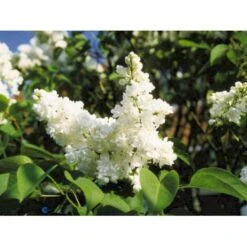 'Mme Lemoine' Syringa Vul, 'Mme. Lemoine' (storblomstrende) Potte 12 Liter,- 80-100 Cm. -Osmo Salgsbutik p2107 1647 syringa vulgaris mme lemoine f290