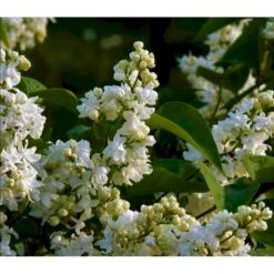 'Primrose' Syringa Vul. 'Primrose' (storblomstrende) Med Klump,- 125-150 Cm.