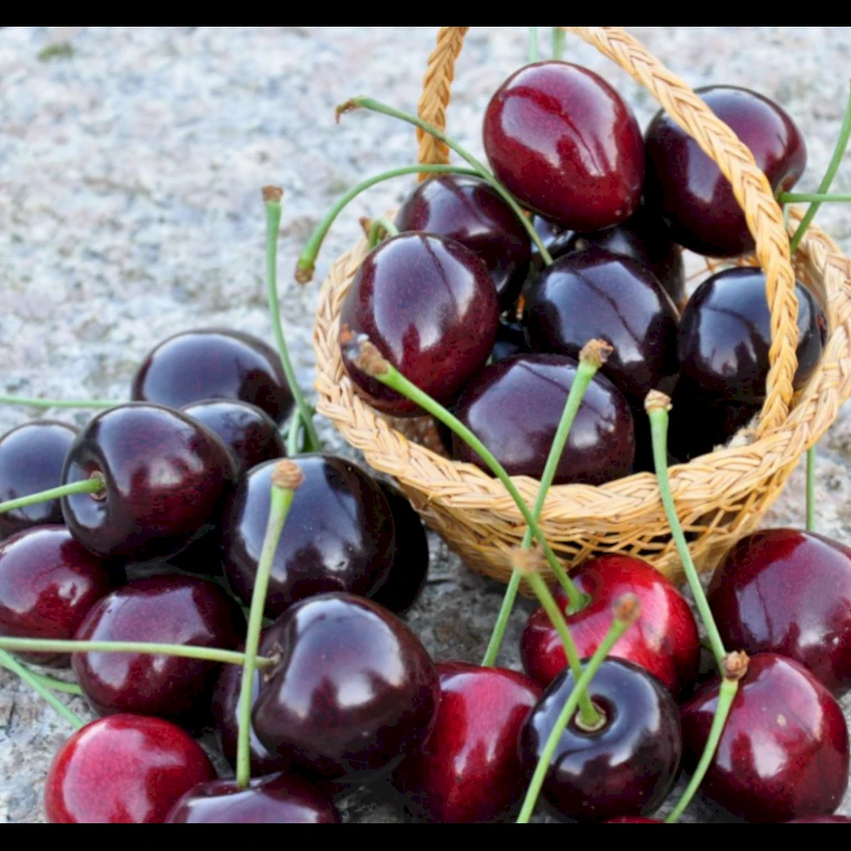 Sød Kirsebær 'Kordia' - Kræver Bestøver Prunus X 'Kordia' - Kræver Bestøver 4-8 Grene, 130-170 Cm. 10 Liter Potte (Colt) 3 Sød Kirsebær 'Kordia' - Kræver Bestøver Prunus X 'Kordia' - Kræver Bestøver 4-8 Grene, 130-170 Cm. 10 Liter Potte (Colt)