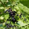 Solbær 'Ben Sarek' Ribes Nigrum 'Ben Sarek' Potte 2,0 Liter,- Opbundet -Osmo Salgsbutik p21588 50627 ribes nigrum ben sarek 3297