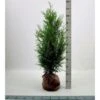 Kæmpethuja Thuja Plicata 'Martin' Med Klump,- 80-100 Cm. -Osmo Salgsbutik p21652 52749 thuja plicata martin 55a5