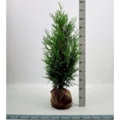 Kæmpethuja Thuja Plicata 'Martin' Med Klump,- 80-100 Cm.