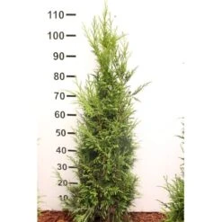 Kæmpethuja Thuja Plicata 'Martin' Med Klump,- 80-100 Cm. -Osmo Salgsbutik p21652 52750 thuja plicata martin 66f2