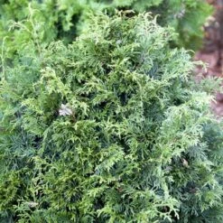 Kæmpethuja Thuja Plicata 'Martin' Med Klump,- 80-100 Cm. -Osmo Salgsbutik p21652 52863 thuja plicata martin 44e5