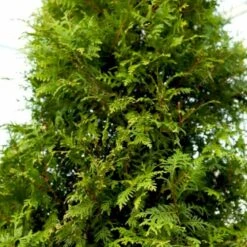 Kæmpethuja Thuja Plicata 'Martin' Med Klump,- 80-100 Cm. -Osmo Salgsbutik p21652 52864 thuja plicata martin fd26