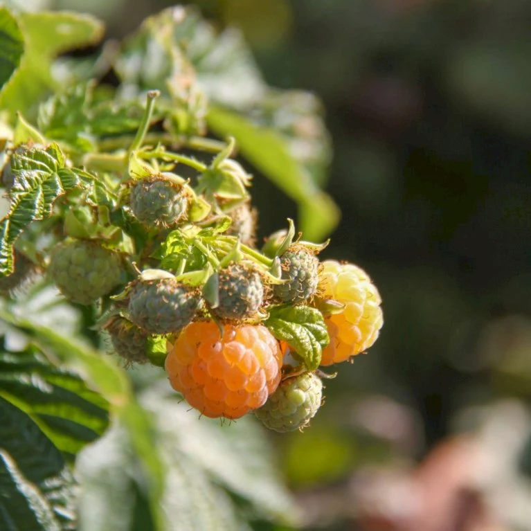 Efterårs Hindbær 'Golden Queen'® Rubus Idaeus 'Golden Queen'® Potte 2,0 Liter,- Opbundet 4 Efterårs Hindbær 'Golden Queen'® Rubus Idaeus 'Golden Queen'® Potte 2,0 Liter,- Opbundet - Billede 2