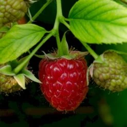 Sommer Hindbær 'Schönemann' Rubus Idaeus 'Schönemann' Potte 3,0 Liter,- Opbundet -Osmo Salgsbutik p21881 50672 rubus idaeus schoenemann 1ed8