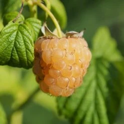 Efterårs Hindbær 'Golden Everest' Rubus Idaeus 'Golden Everest' Potte 2,0 Liter,- Opbundet -Osmo Salgsbutik p21882 50665 rubus idaeus golden everest cc61