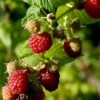 Sommer Hindbær 'Meeker' Rubus Idaeus 'Meeker' Potte 3,0 Liter,- Opbundet 2 Sommer Hindbær 'Meeker' Rubus Idaeus 'Meeker' Potte 3,0 Liter,- Opbundet -Osmo Salgsbutik p21894 48859 rubus idaeus meeker 9566