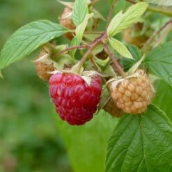 Sommer Hindbær 'Meeker' Rubus Idaeus 'Meeker' Potte 3,0 Liter,- Opbundet -Osmo Salgsbutik p21894 50669 rubus idaeus meeker a27b