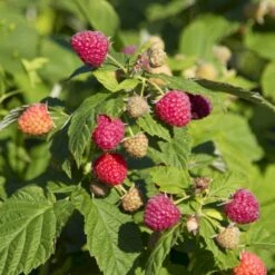 Sommer Hindbær 'Preussen II' Rubus Idaeus 'Preussen II' Potte 3,0 Liter,- Opbundet -Osmo Salgsbutik p21895 50671 rubus idaeus preussen ii 3d16