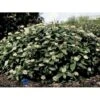 Dværgkvalkved Viburnum Davidii Potte 3,0 Liter,- 25-30 Cm. -Osmo Salgsbutik p2216 1707 viburnum davidii f661