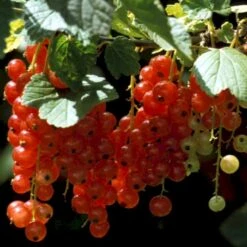 Ribs 'Rosetta' Ribes Rubrum 'Rosetta' 5 Liter Potte