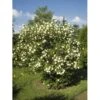 Snebolle Viburnum Opulus 'Roseum' Med Klump,- 125-150 Cm. 1 Snebolle Viburnum Opulus 'Roseum' Med Klump,- 125-150 Cm. -Osmo Salgsbutik p2220 1711 viburnum opulus roseum fa76