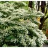 Japansk Etage-Snebolle 'Mariesii' Viburnum Plicatum 'Mariesii' Med Klump,- 100-120 Cm. -Osmo Salgsbutik p2222 37486 viburnum plicatum mariesii d334