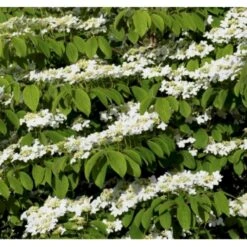 Japansk Etage-Snebolle 'Mariesii' Viburnum Plicatum 'Mariesii' Med Klump,- 100-120 Cm. -Osmo Salgsbutik p2222 37489 viburnum plicatum mariesii 6b8e
