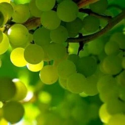 Osmo Salgsbutik -Osmo Salgsbutik p2230 47549 vitis hybrid himrod 644a