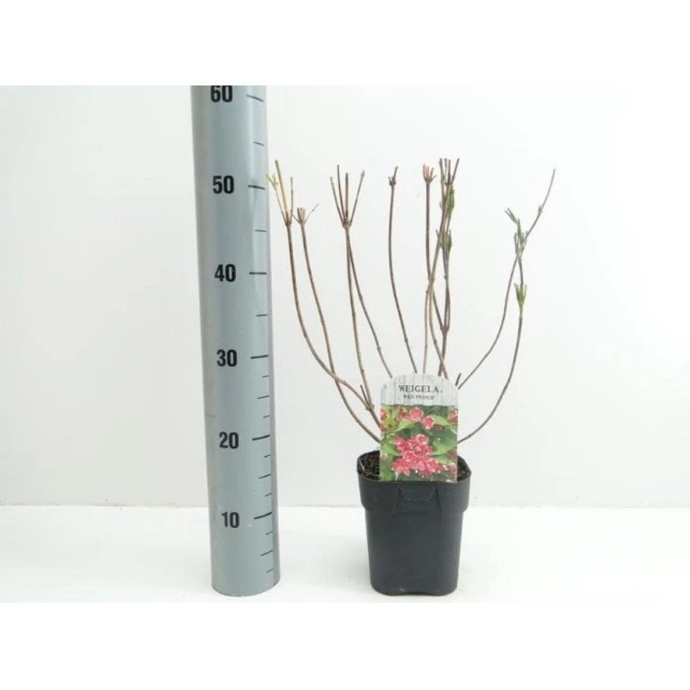 Klokkebusk 'Red Prince' Weigela Hybrid 'Red Prince' Potte 2,0 Liter,- 40-60 Cm. 3 Klokkebusk 'Red Prince' Weigela Hybrid 'Red Prince' Potte 2,0 Liter,- 40-60 Cm.