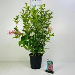 Klokkebusk 'Styriaca' Weigela Hybrid 'Styriaca' Potte 6,5 Liter 60-80 Cm.
