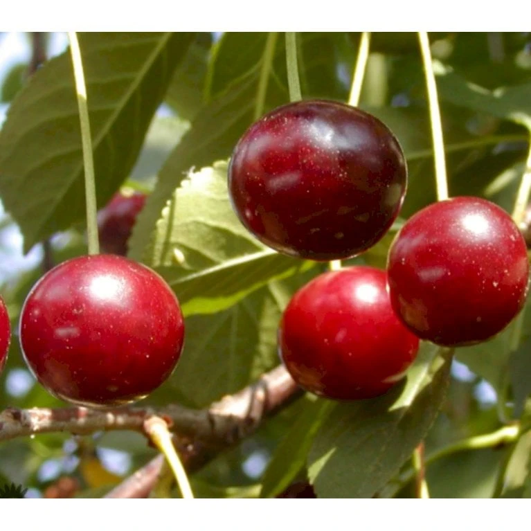 Surkirsebær 'Fanal' Prunus Cerasus 'Fanal' 4-8 Grene, 130-170 Cm. 10 Liter Potte (Colt) 3 Surkirsebær 'Fanal' Prunus Cerasus 'Fanal' 4-8 Grene, 130-170 Cm. 10 Liter Potte (Colt)