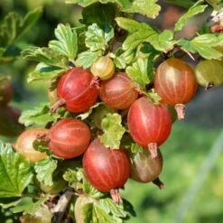 Stikkelsbær 'Captivator' Ribes Uva-crispa 'Captivator' 5 Liter Potte -Osmo Salgsbutik p22695 50638 ribes uva crispa captivator cd8f
