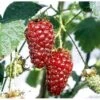 Boysenbær Rubus 'Boysenberry' Potte 2,0 Liter,- 3 Bambus Stokke -Osmo Salgsbutik p22708 41150 rubus boysenberry 8a66