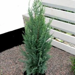 Blå Cypres Til Hæk Chamaecyparis Lawsoniana 'Columnaris' Potte 3,0 Liter,- 40-60 Cm. -Osmo Salgsbutik p2298 52771 chamaecyparis lawsoniana columnaris 0c81