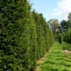 Almindelig Taks Taxus Baccata Med Klump,- 40-50 Cm. -Osmo Salgsbutik p2301 52835 taxus baccata 95d3