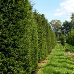 Almindelig Taks Taxus Baccata Med Klump,- 40-50 Cm.