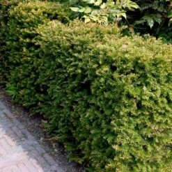 Almindelig Taks Taxus Baccata Med Klump,- 40-50 Cm. -Osmo Salgsbutik p2301 52836 taxus baccata da3c