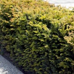 Almindelig Taks Taxus Baccata Med Klump,- 40-50 Cm. -Osmo Salgsbutik p2301 52837 taxus baccata 342a